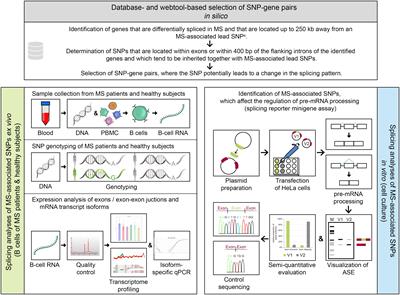 Genetic risk variants for multiple sclerosis are linked to differences in alternative pre-mRNA splicing